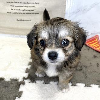 animal_image