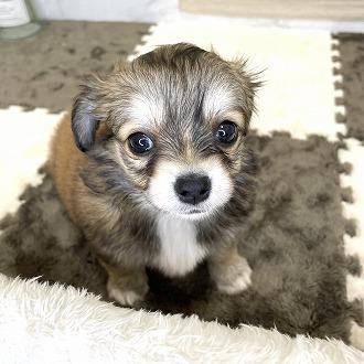 animal_image
