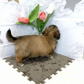 animal_image