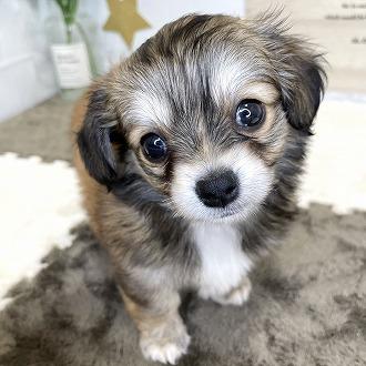 animal_image