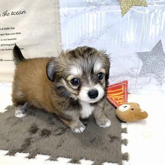 animal_image