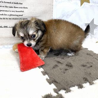animal_image