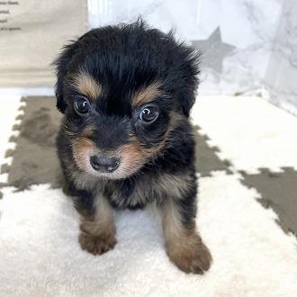 animal_image