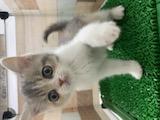 animal_image