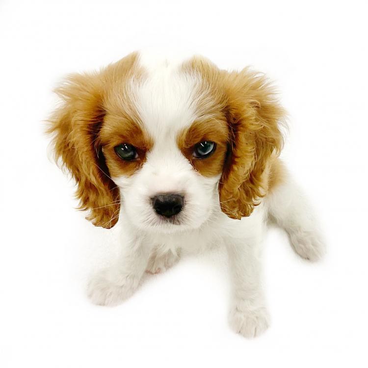 animal_image