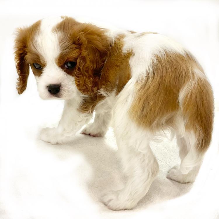 animal_image