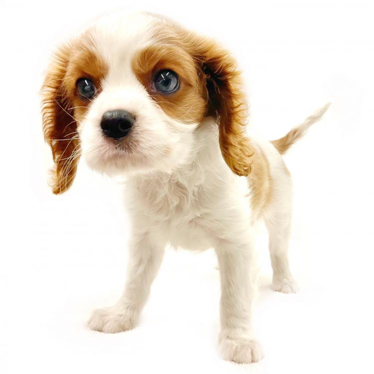 animal_image