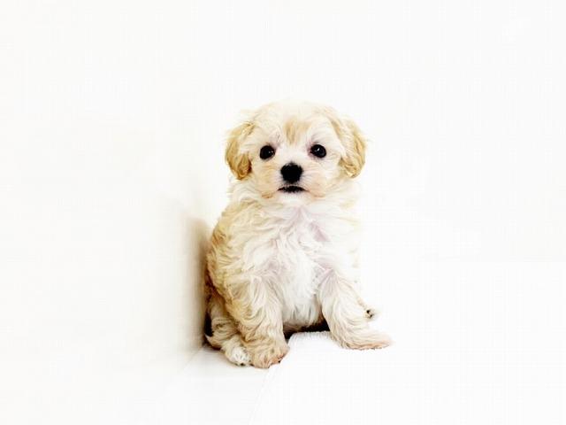 animal_image