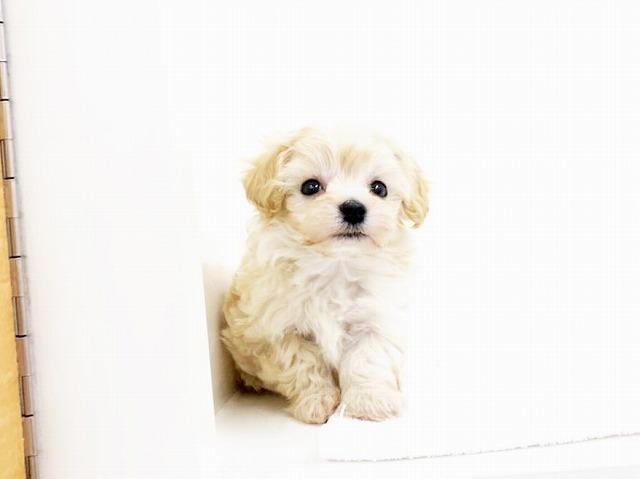 animal_image