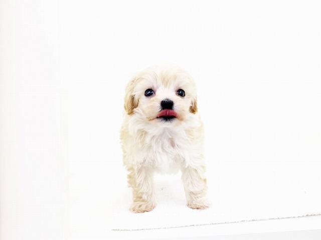 animal_image