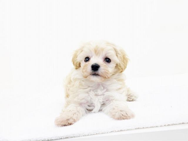 animal_image
