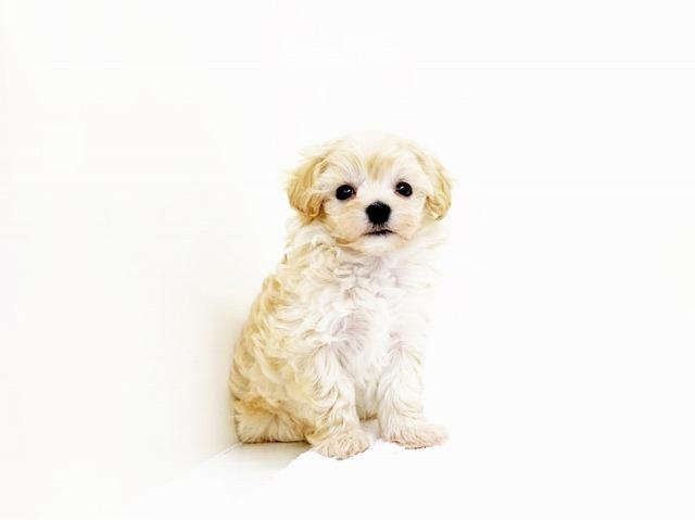 animal_image