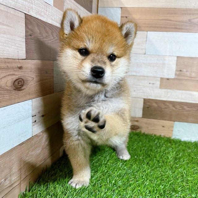 animal_image