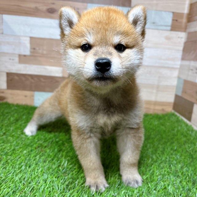 animal_image