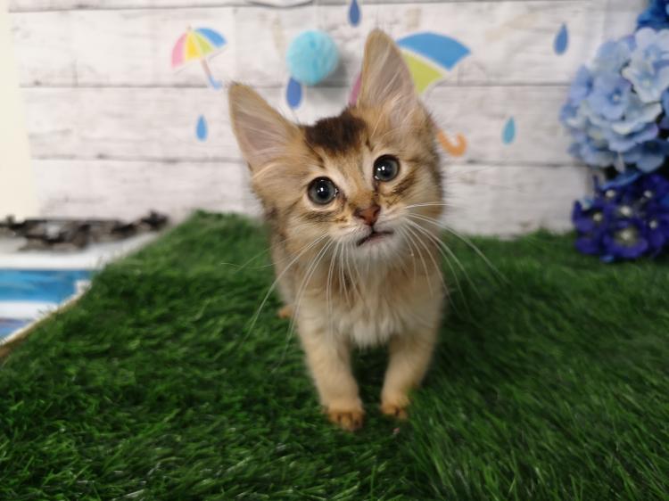 animal_image