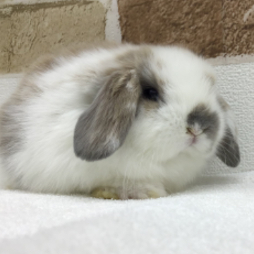 animal_image