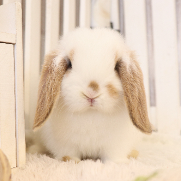 animal_image