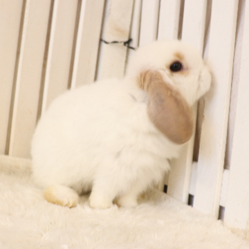 animal_image