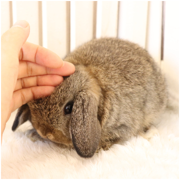 animal_image