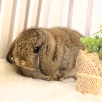 animal_image