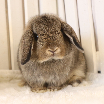animal_image