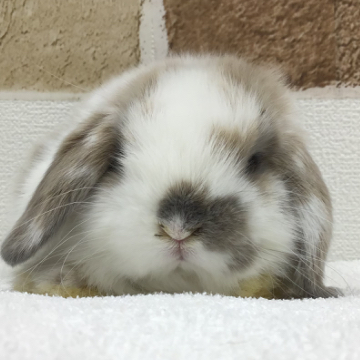animal_image