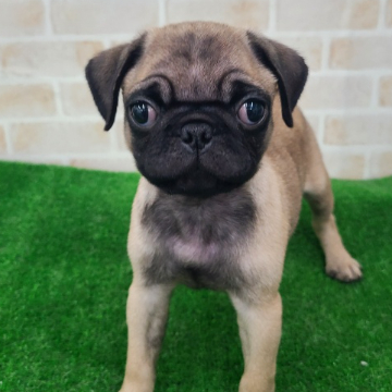 animal_image