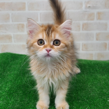 animal_image