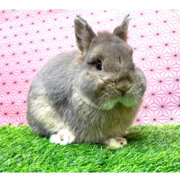 animal_image