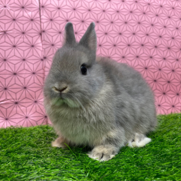 animal_image