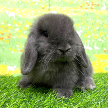 animal_image