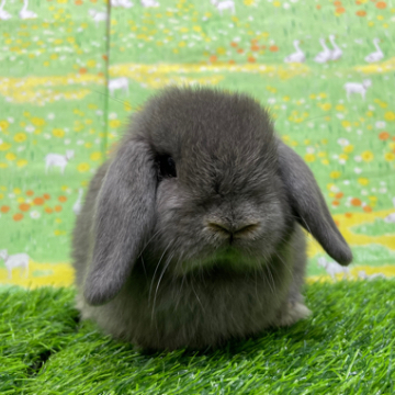 animal_image