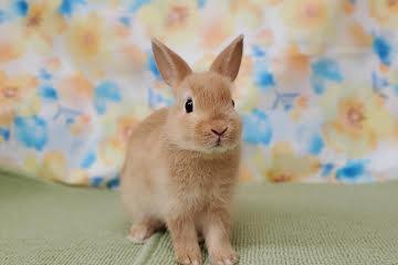 animal_image