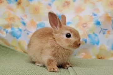 animal_image