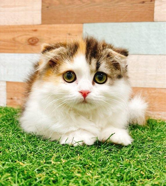 animal_image