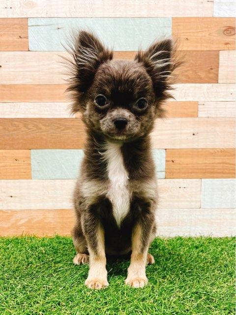 animal_image