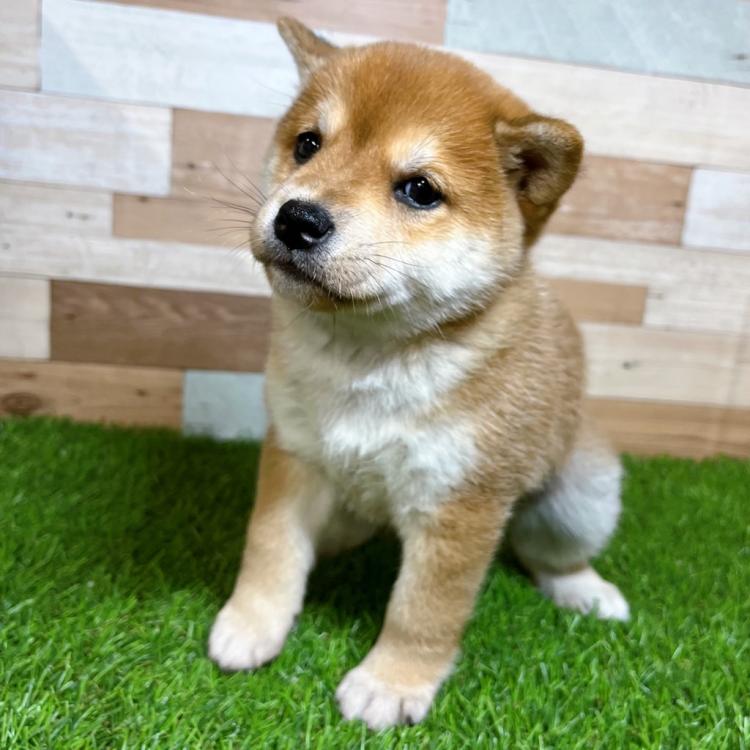 animal_image