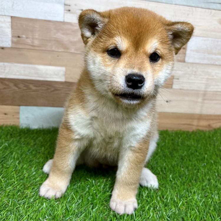animal_image