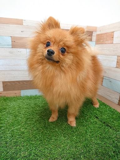 animal_image