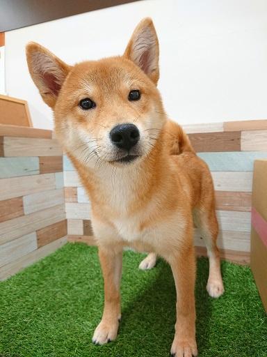 animal_image