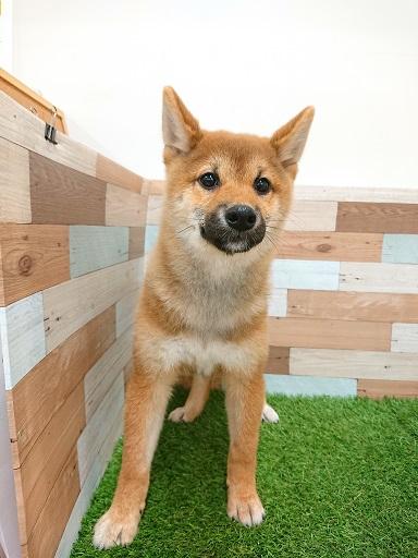 animal_image