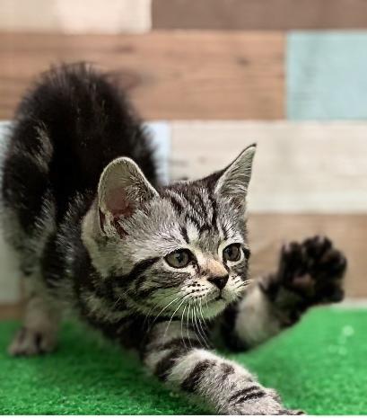 animal_image