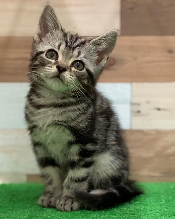 animal_image