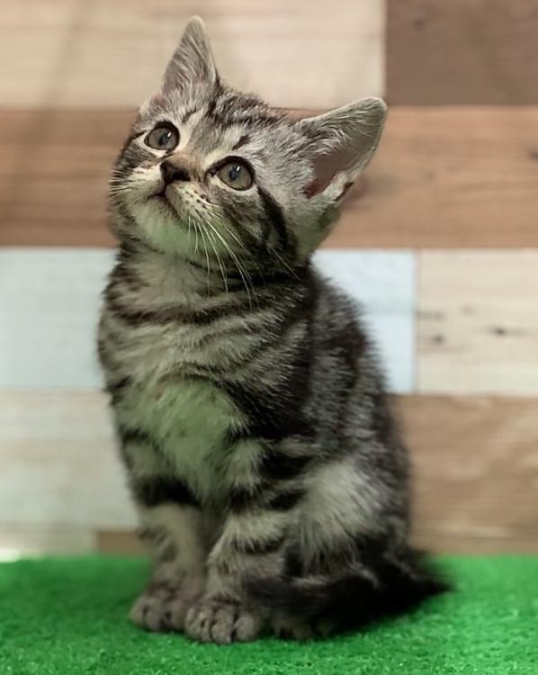 animal_image