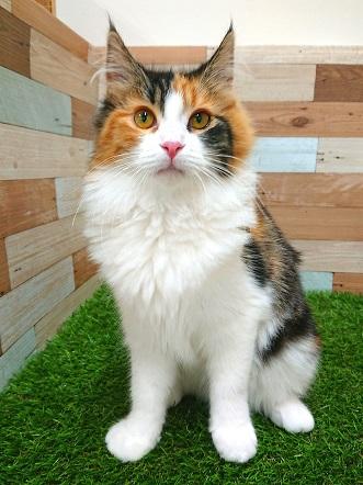 animal_image