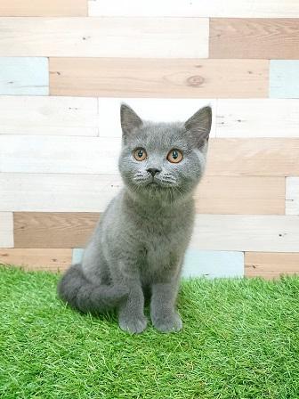 animal_image