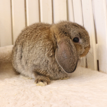 animal_image