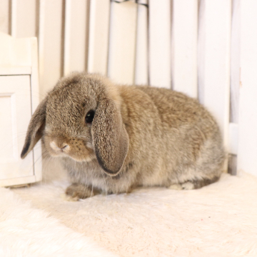 animal_image