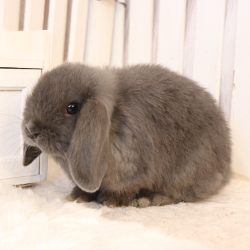 animal_image