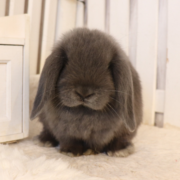 animal_image